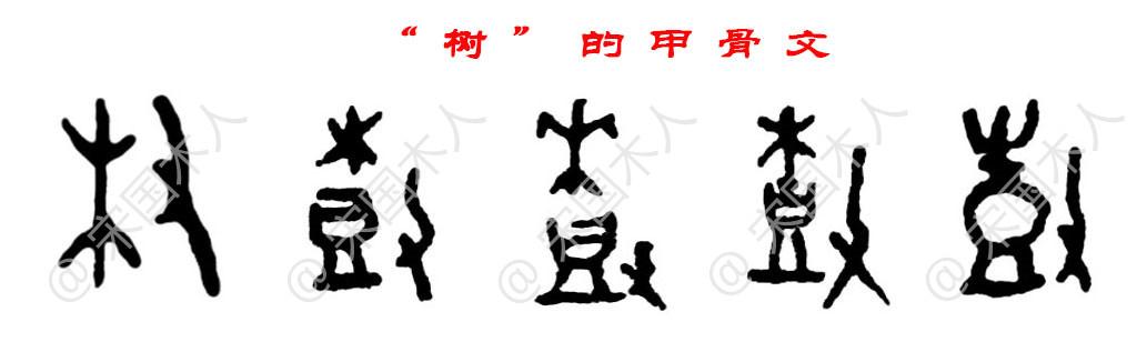 树:汉字的起源与演变(小学一年级语文生字 第71集)