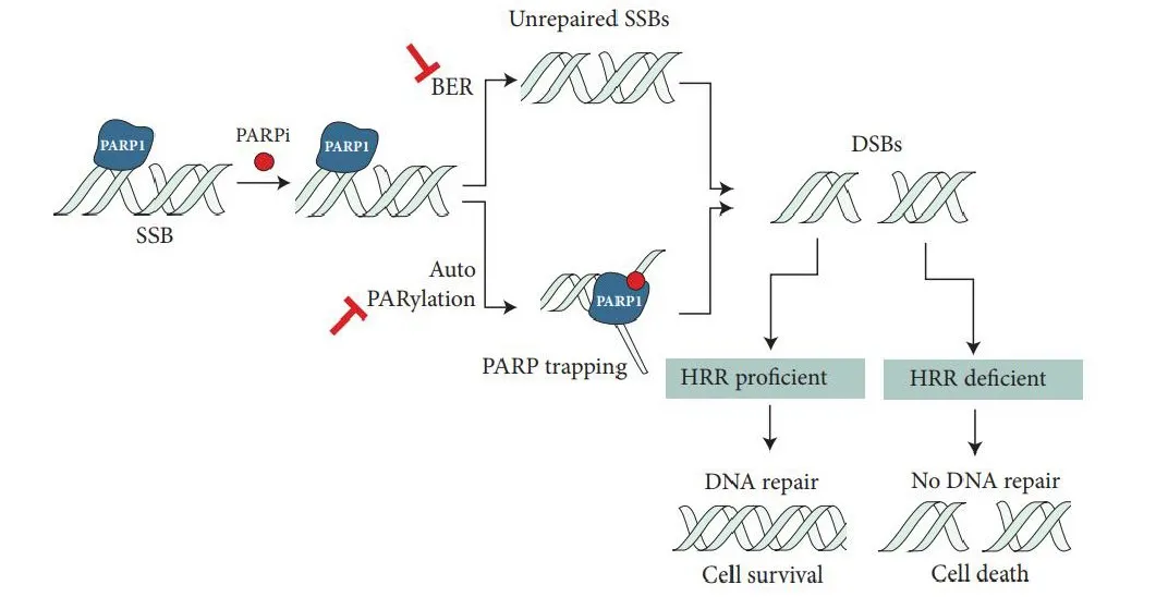 parp的主要功能是修复dna单链断裂(ssb),当parp被抑制时会引起细胞