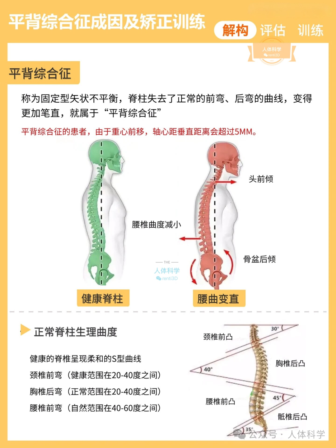 【平背体态】后背变直的成因及运动矫正思路 - 知乎