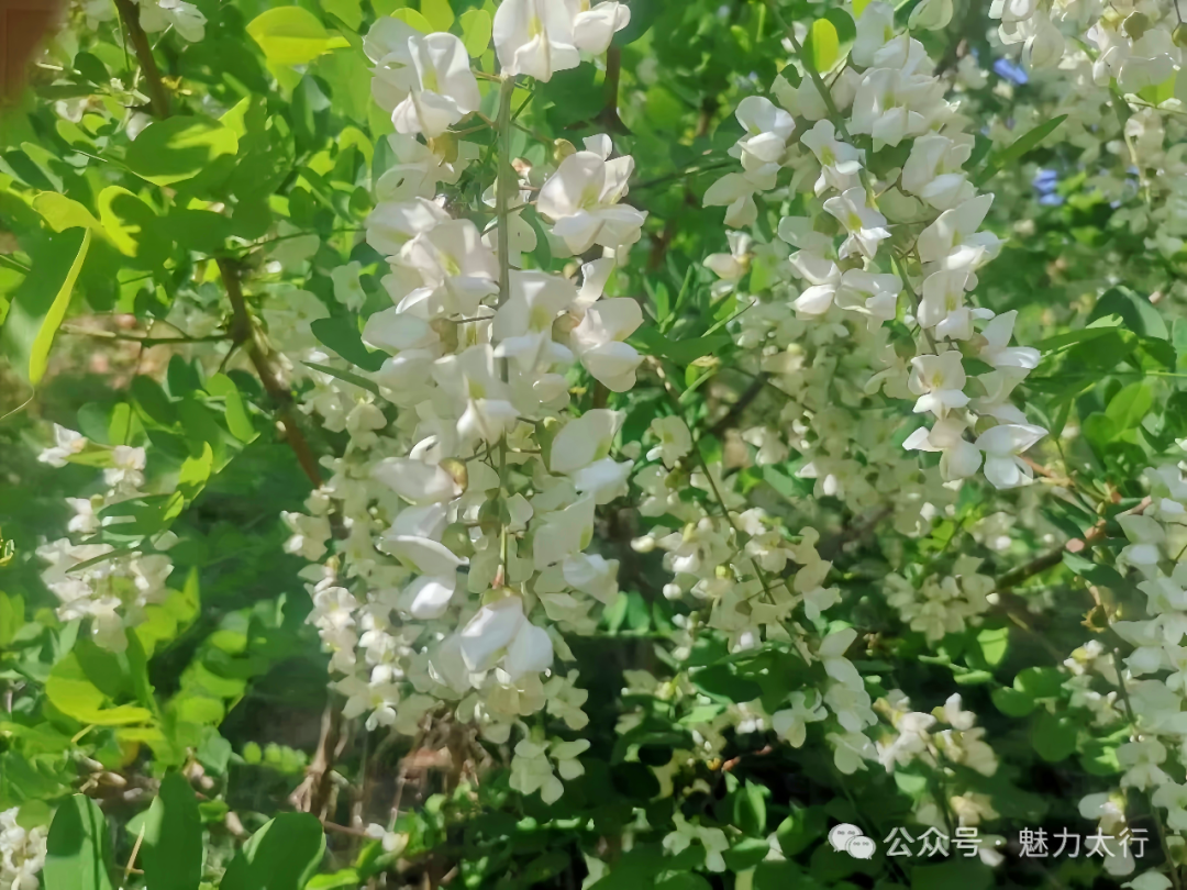 捋槐叶岁月悠悠 忆流年时光荏苒——槐叶上的童年:那些被晨露浸透的勤工俭学时光 - 知乎