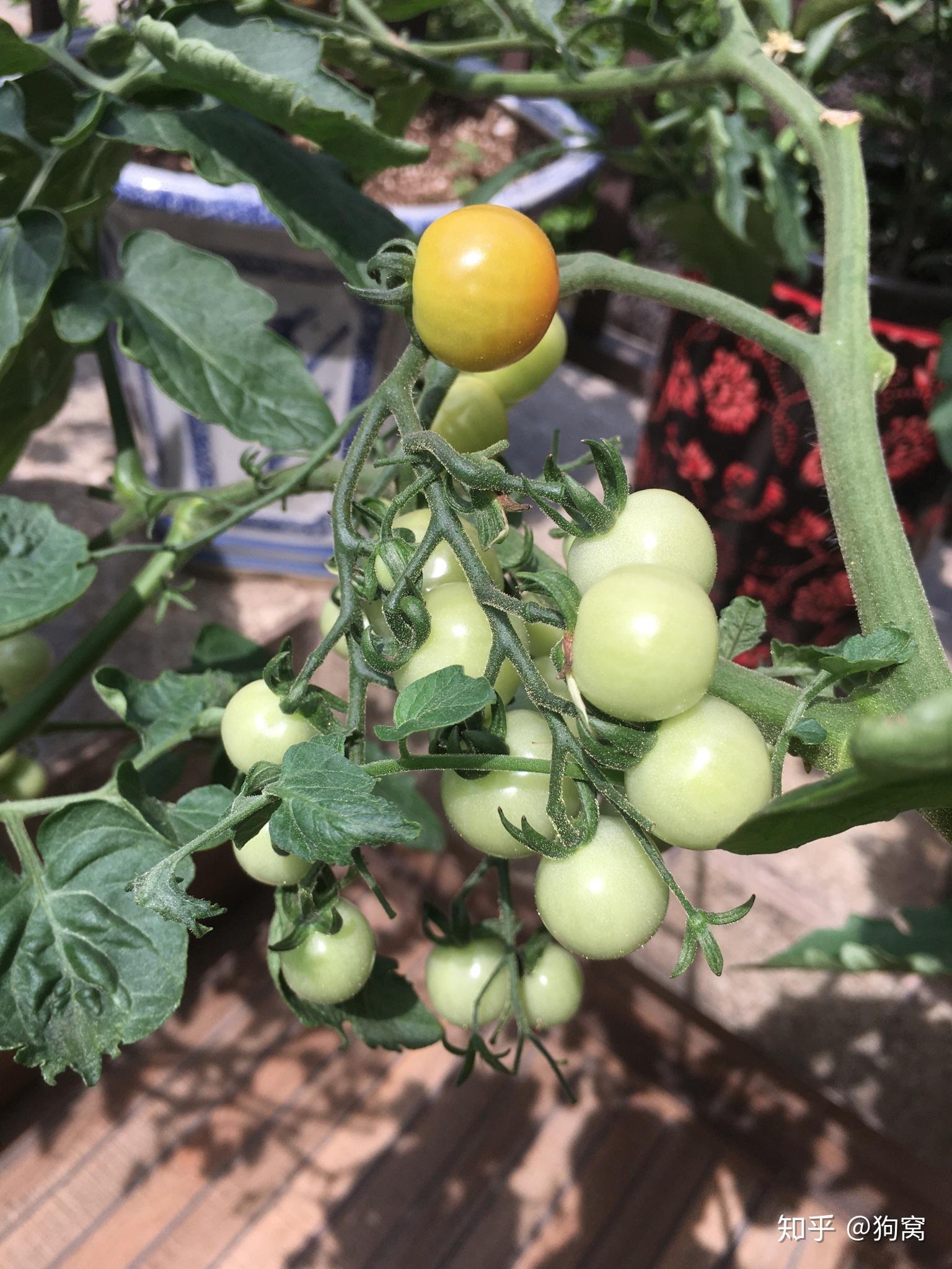 【阳台种菜】给番茄追肥加土_2020的第一朵番茄花_哔哩哔哩_bilibili