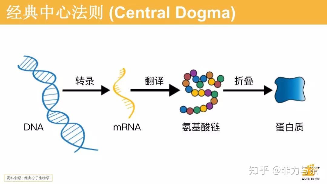 我们曾熟知的经典中心法则于1958年首次提出,其核心是dna转录产生rna