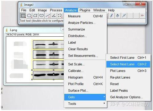 干货|多功能的免费科研图片处理工具:Image J - 知乎