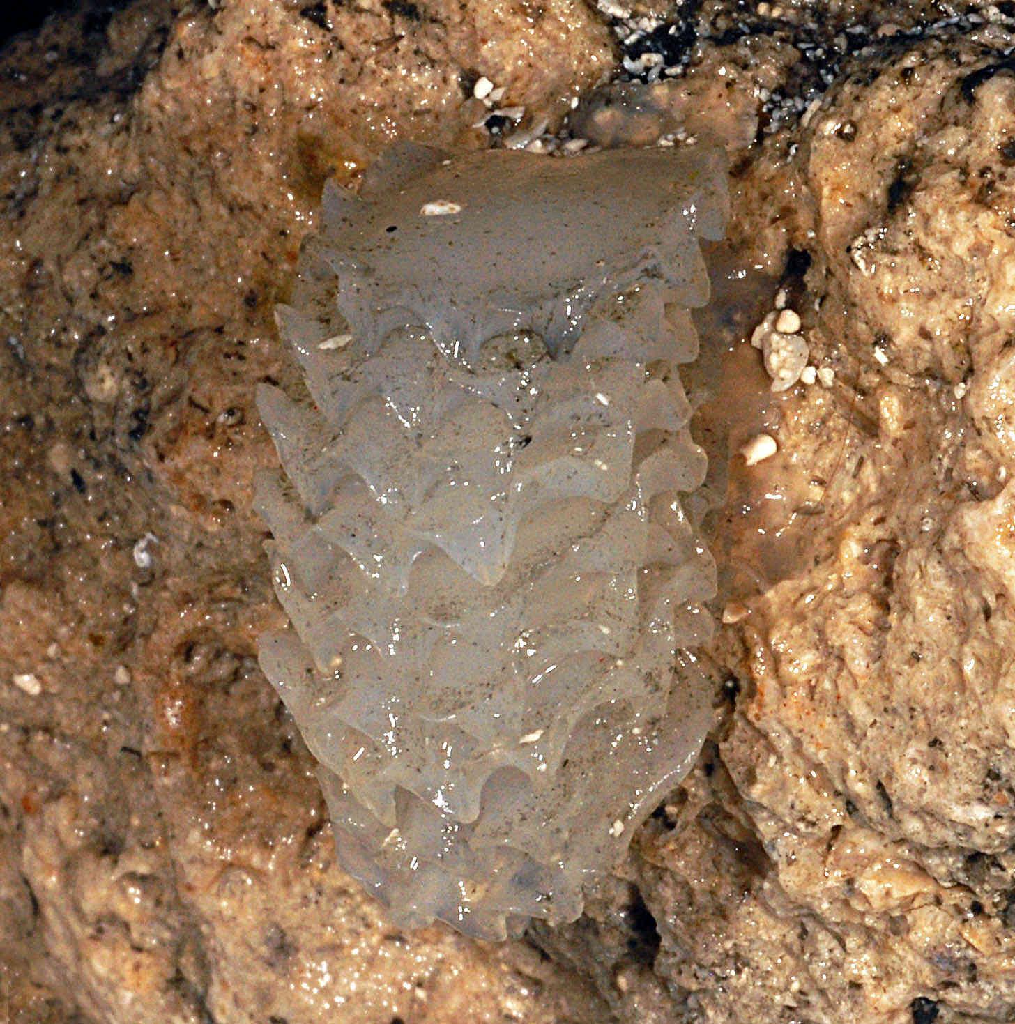 浪海拾贝大琵琶螺