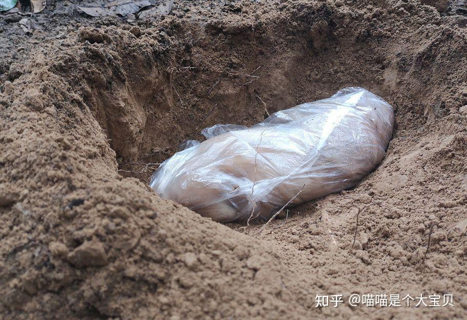 俗语“死猫挂树头，死狗弃水流”，不是迷信，是有科学依据的 - 知乎