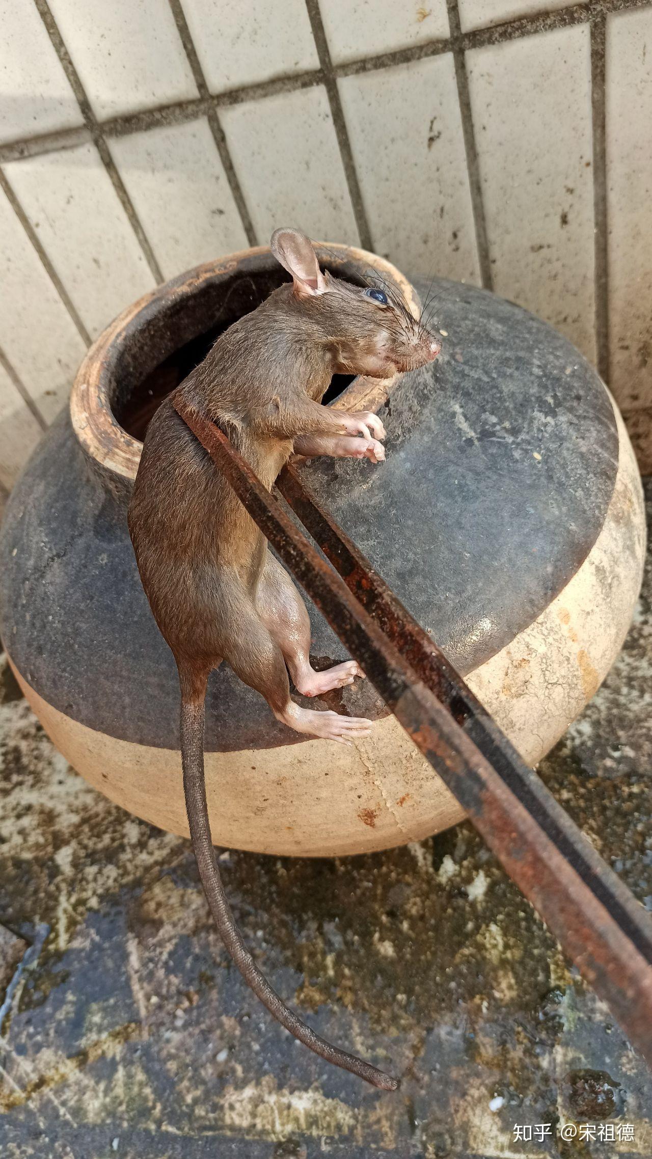 苏州沧浪区灭鼠公司带你了解老鼠的危害有哪些_天天新品网