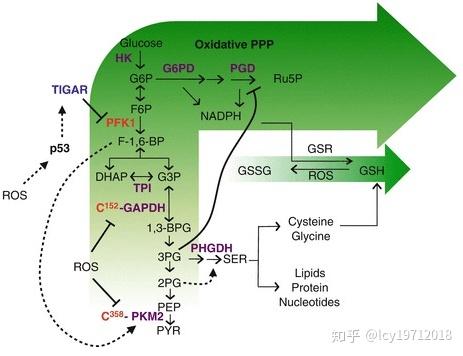 磷酸戊糖途径与细胞氧化还原平衡 - 知乎