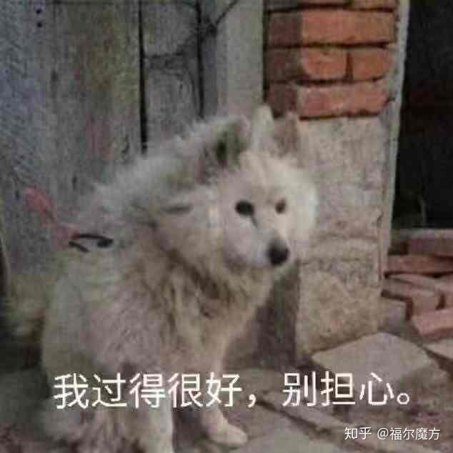 小狗合照文案沙雕,小狗合照文案沙雕搞笑