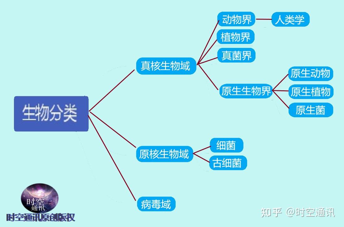 生物分类总表图片图片