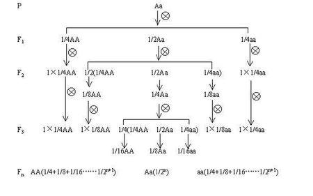 YyRr自交遗传图解图片