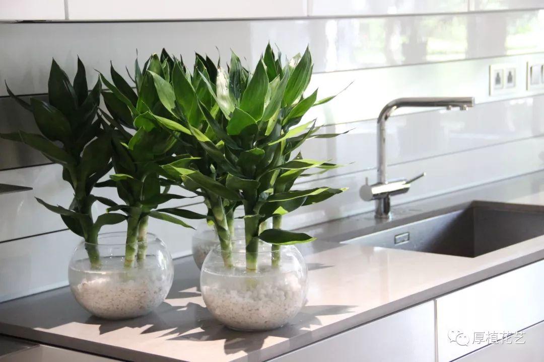 室内绿植高级感大型设计 v2-b0a6a99b540132997fc42bca21d1136e_r.jpg