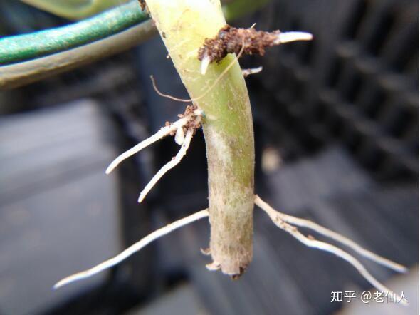 多肉植物可在生长点生根(图3),愈伤组织生根(图4)也有混合生根.