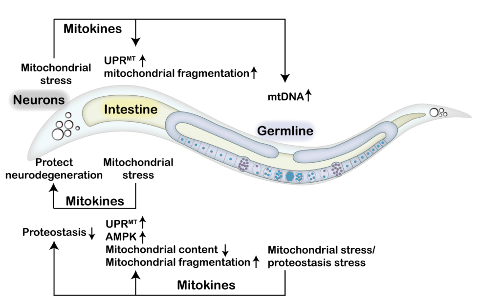 最新发现！线粒体胁迫不但影响代谢，还影响其它器官 - 知乎