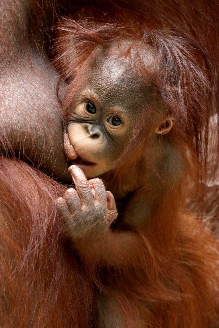 真的是藏族友好手势吗?