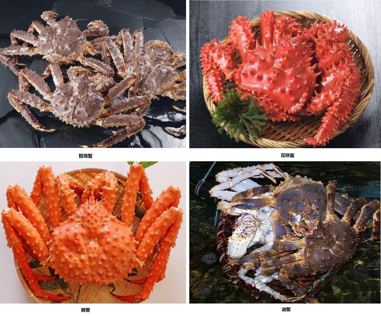 螃蟹的分类，鉴定螃蟹种类_百度知道