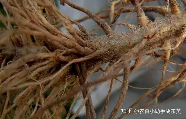 香蕉烂根病怎么治最见效葡萄黄叶死苗能治好吗根腐病防治用药根小子
