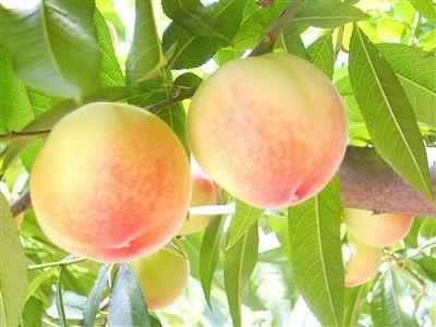 水蜜桃重要產區調研報告·陽山水蜜桃篇