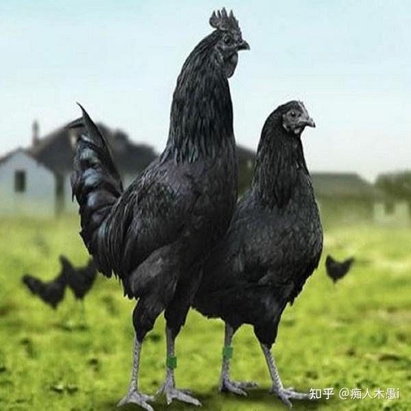 珍品!乌鸡养生,兴文乌骨鸡乃其中佼佼者! - 知乎