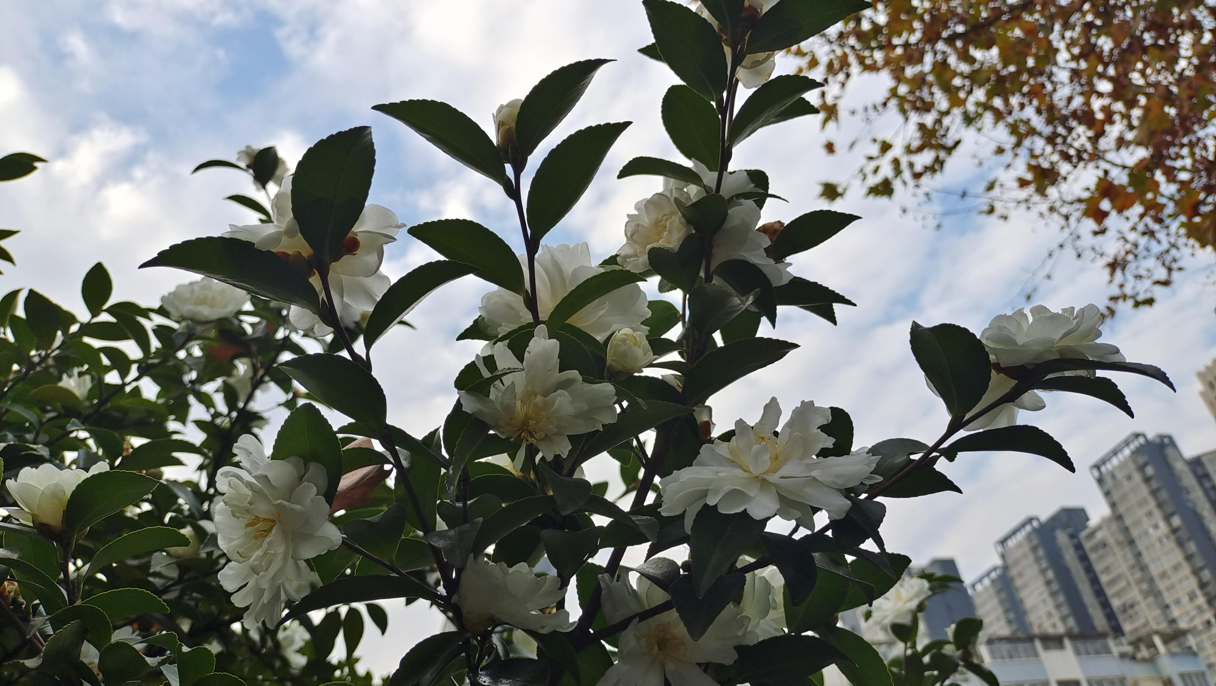 美丽吉安白色茶梅花开曼妙多姿