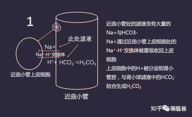 谷谷给你讲述体内酸碱平衡三大调控战场