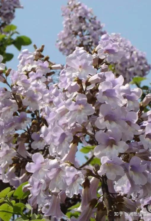 冻桐花