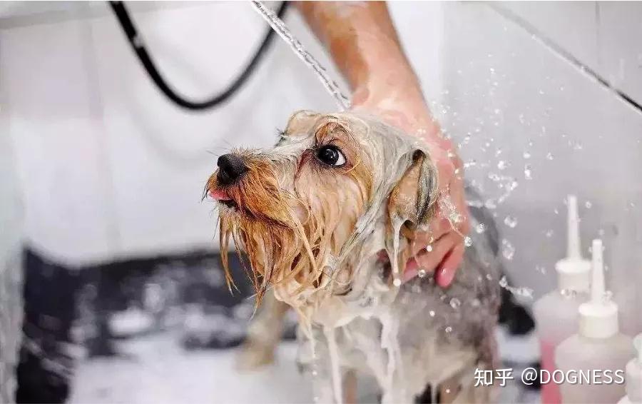 天气变冷了该怎么照顾宠物猫狗