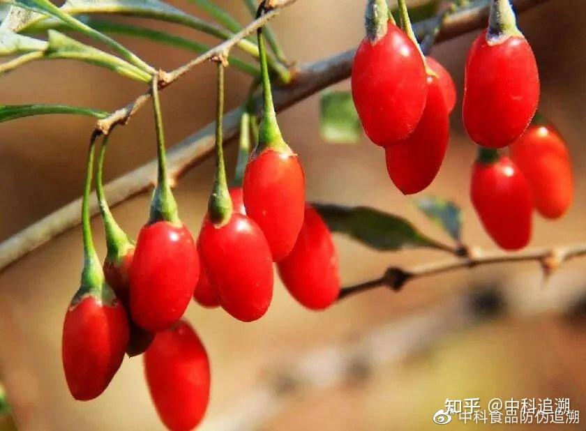 养生界“网红”枸杞 - 知乎