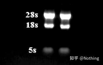 v2-b0fb4c23d42bf13b848a57c782a07452_b.jpg