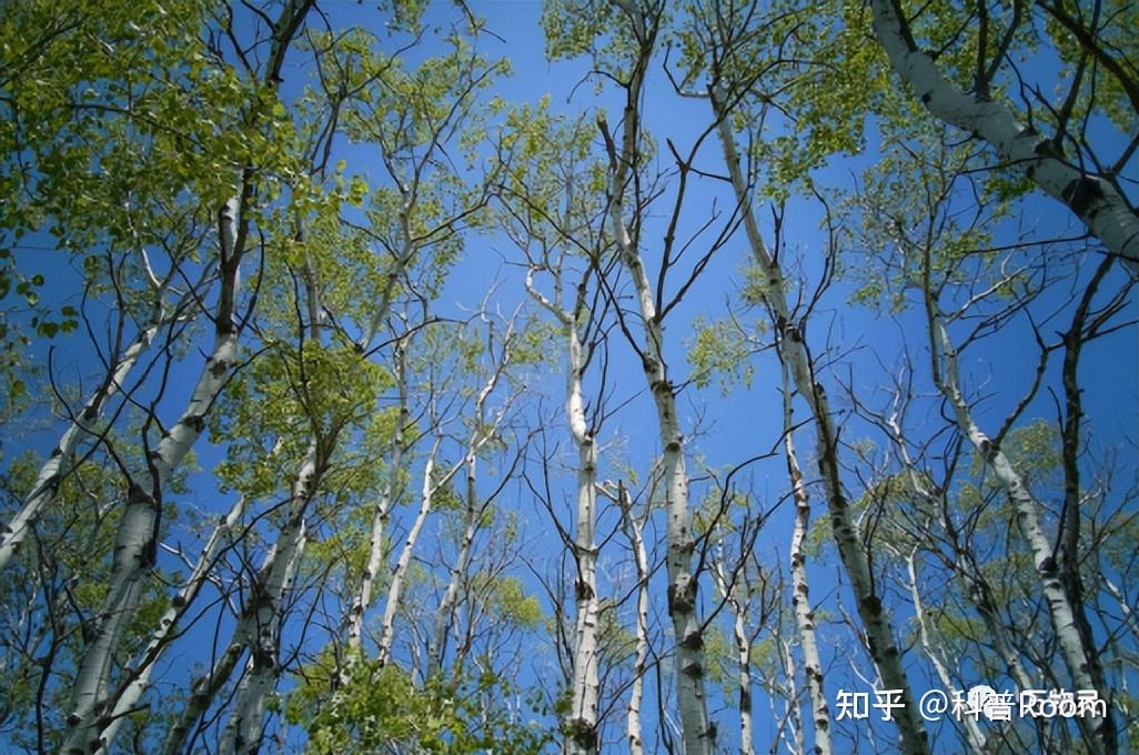 杨树到底是何方神圣？杨絮满天飞引众怒，怎么就不舍得砍？ - 知乎