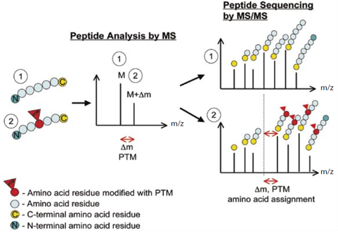 蛋白翻译后修饰（Post-Translational Modifications, PTMs） - 知乎