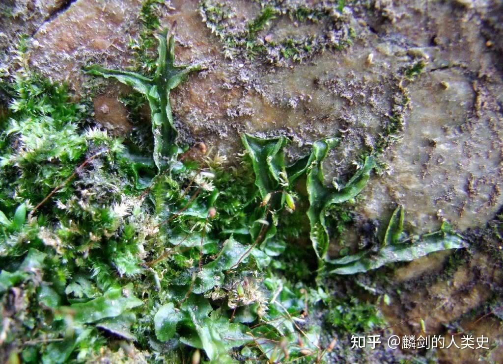 【地球生物全系列——植物篇】地钱门—叶苔纲 - 知乎