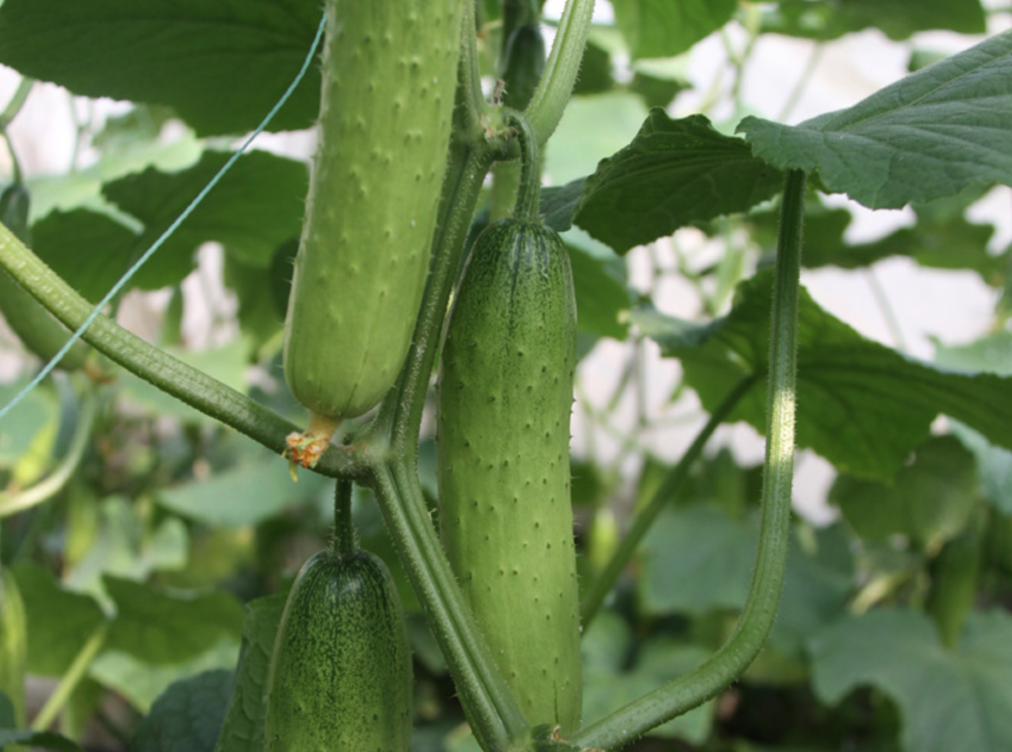 华南系华北系的黄瓜比较细长,颜色更加接近深绿色,上面有一些刺瘤