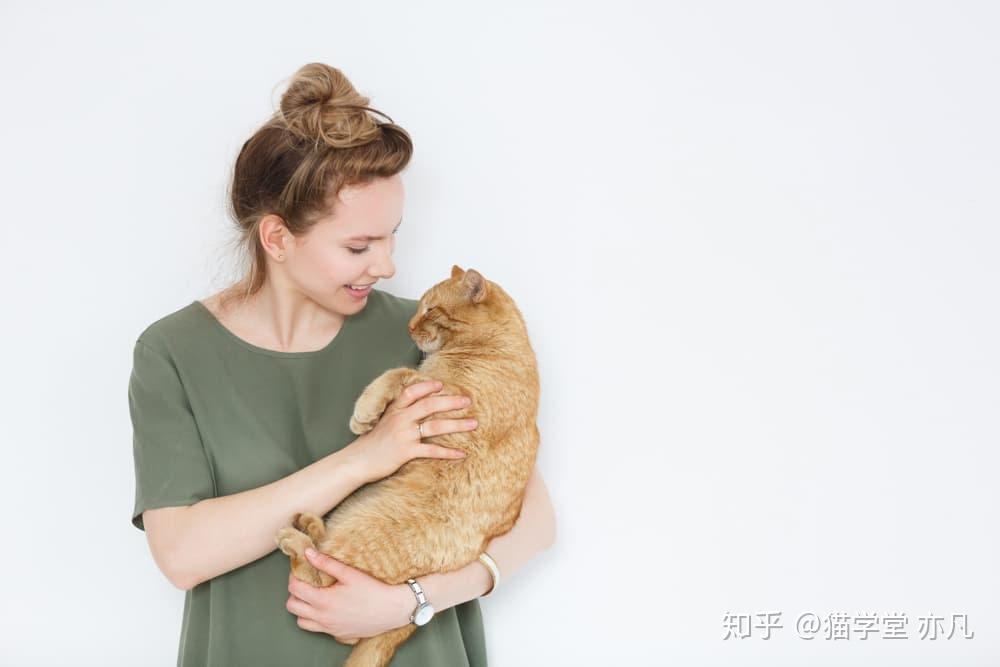 如何正确地抱起一只猫(含训练指南) - 知乎