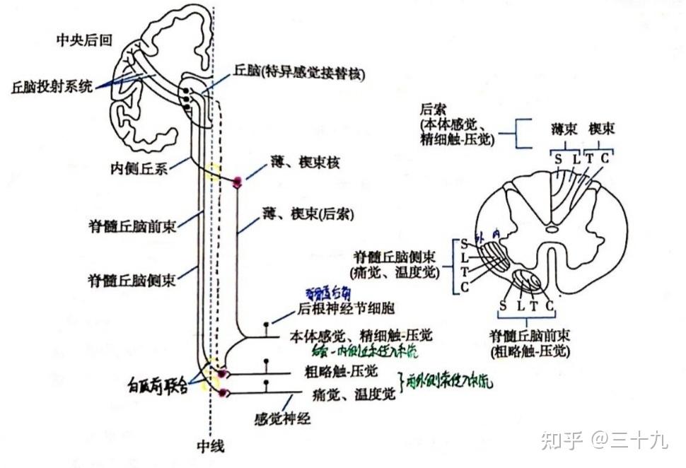 人体七大感觉系统图片