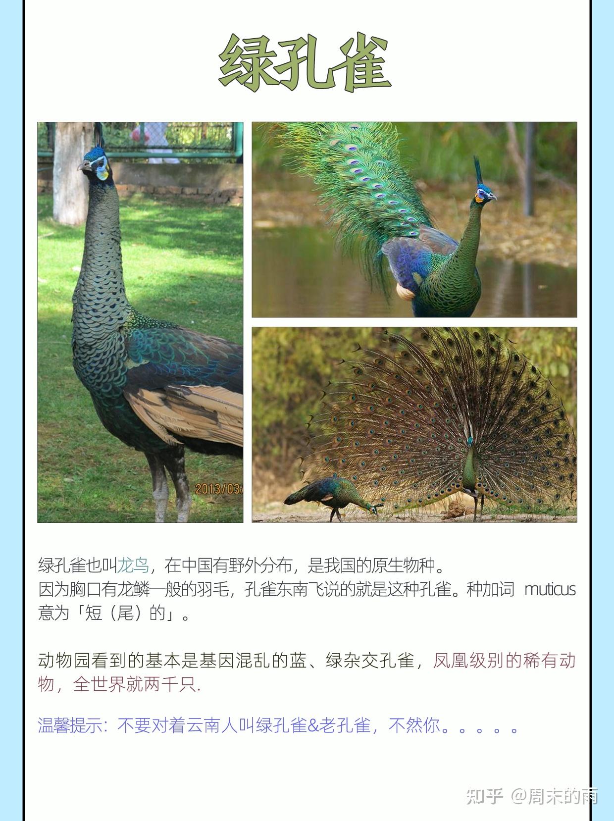 常见孔雀种类盘点，有想孔雀的吗？ - 知乎