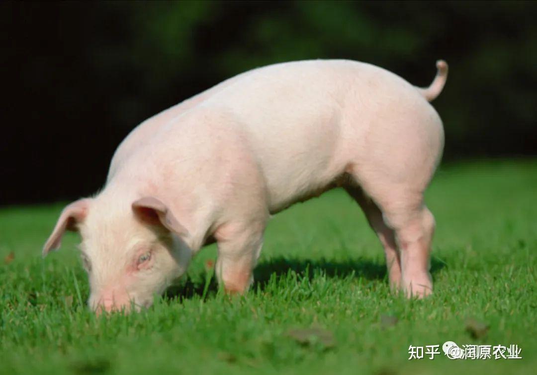 小豬斷奶後不吃食怎麼辦