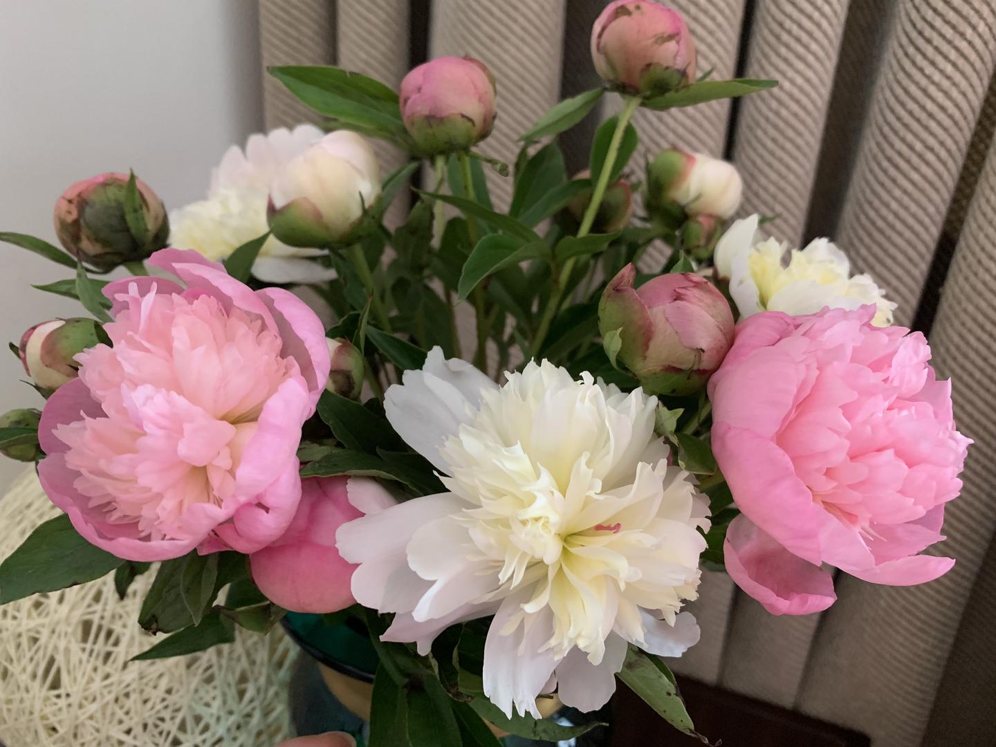 只有一个月花期的鲜花 一定不要错过 4月最美芍药季 知乎