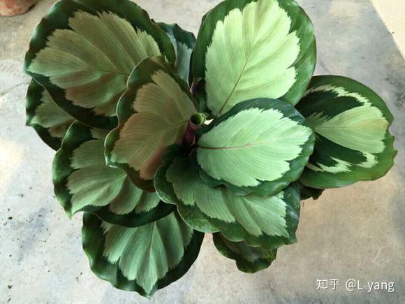 竹芋品种大全 - 知乎