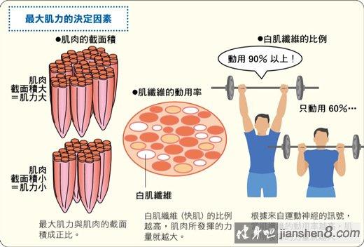 肌肉爱好者什么是肌力你都了解吗