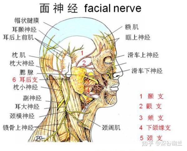 361个腧穴精准位置(115~125) - 知乎