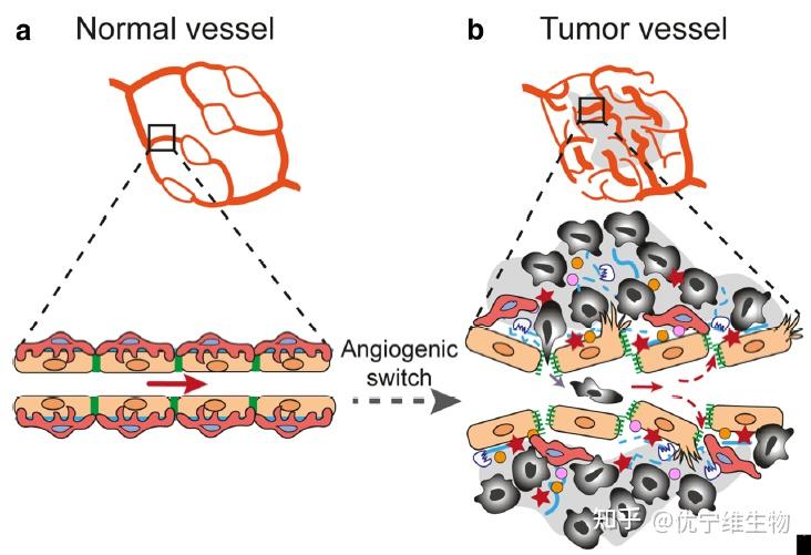【优方案】Tumor Angiogenesis : Cell Based Solution All in One - 知乎