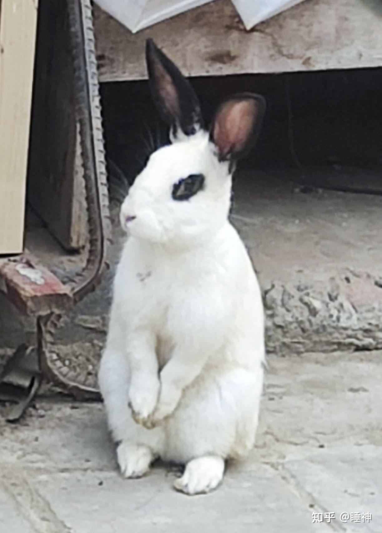 兔子在没有被喂很多的情况下肚子这么大正常吗? - 知乎