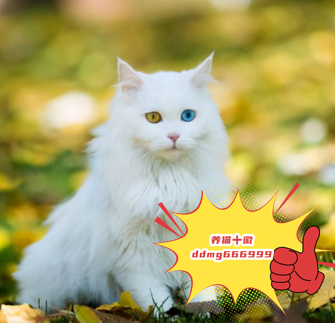 狮子猫都有什么颜色,眼睛都有什么颜色 - 知乎