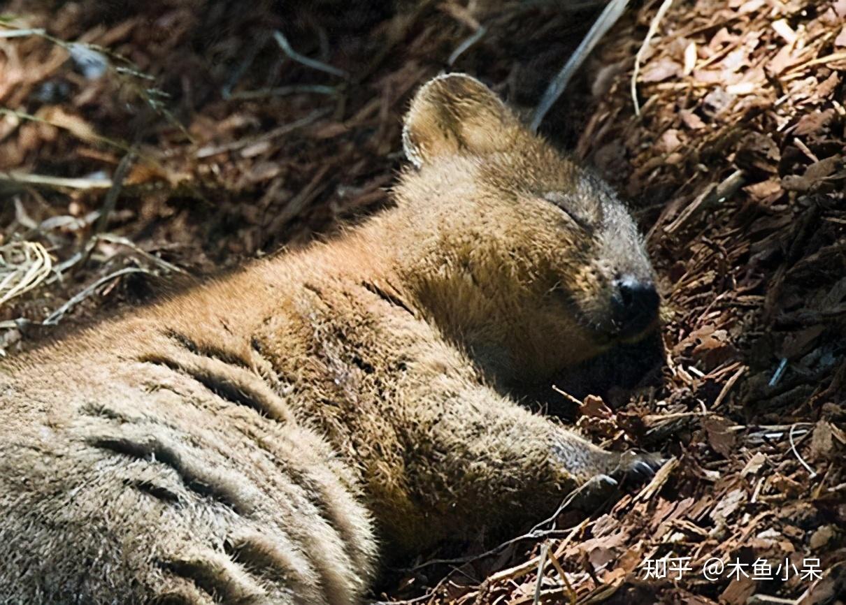 世界上最开心动物#短尾矮袋鼠，它睡觉都在笑，是要笑醒了么？ - 知乎