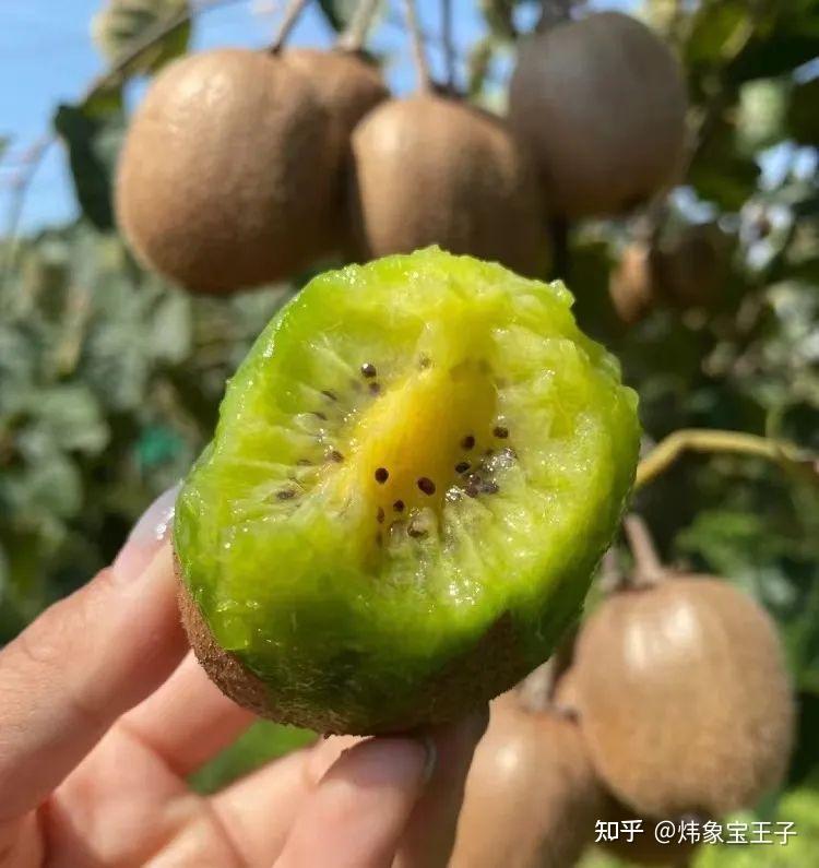 壹家良品徐香猕猴桃你留在我的记忆里每年都期待着徐香猕猴桃冬天的甜