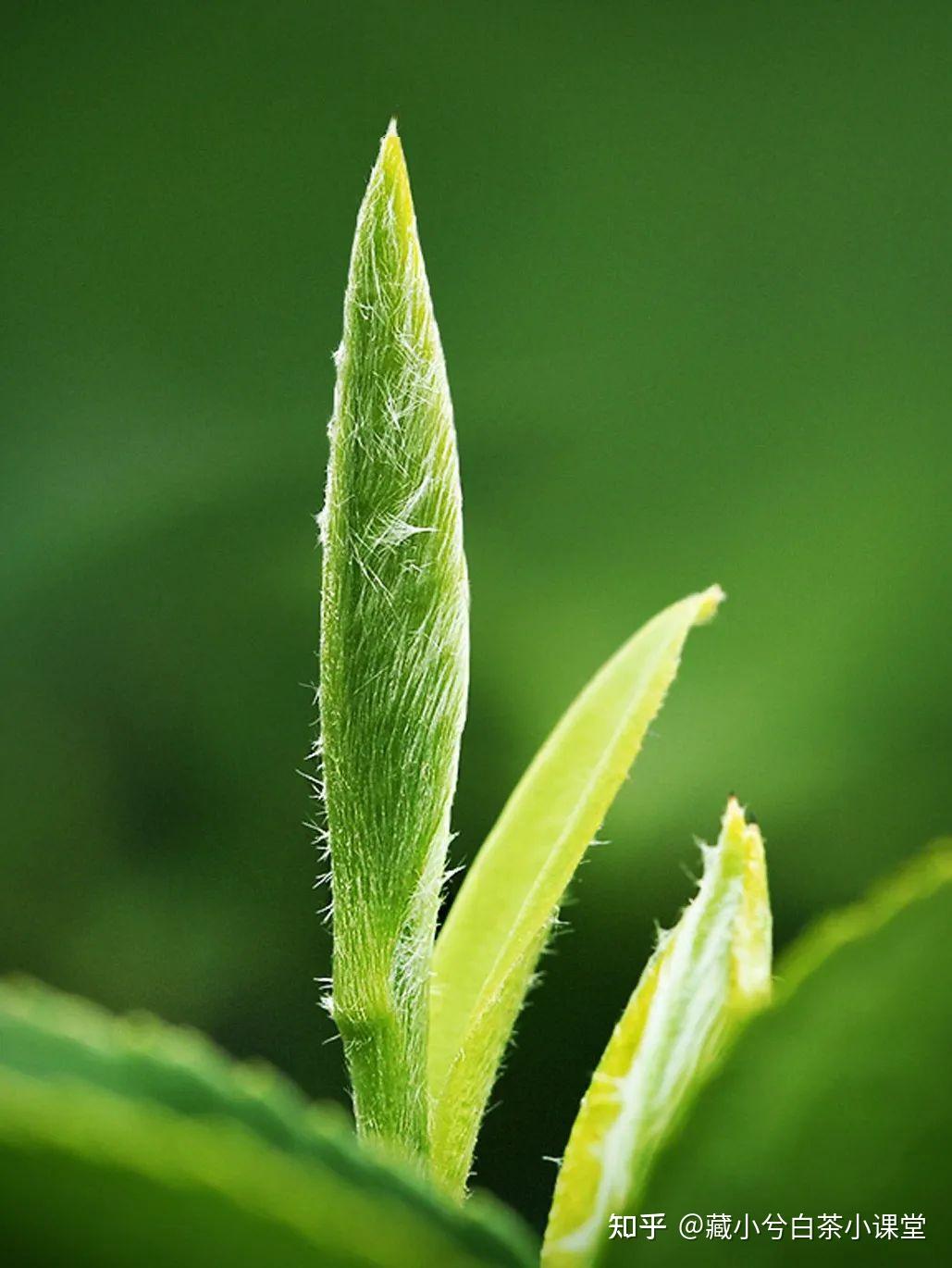 嫩芽儿的保护伞