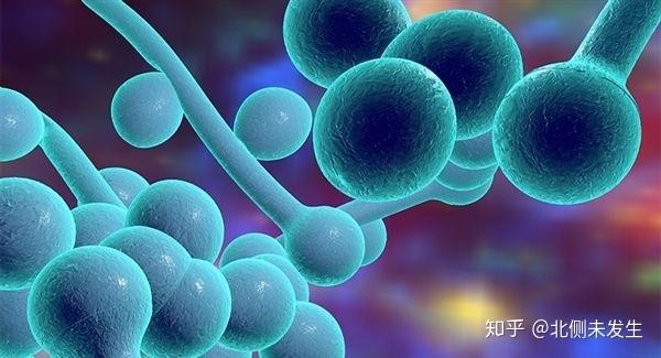 美国爆超级真菌感染 致死率高达60% 对中国有什么影响? 