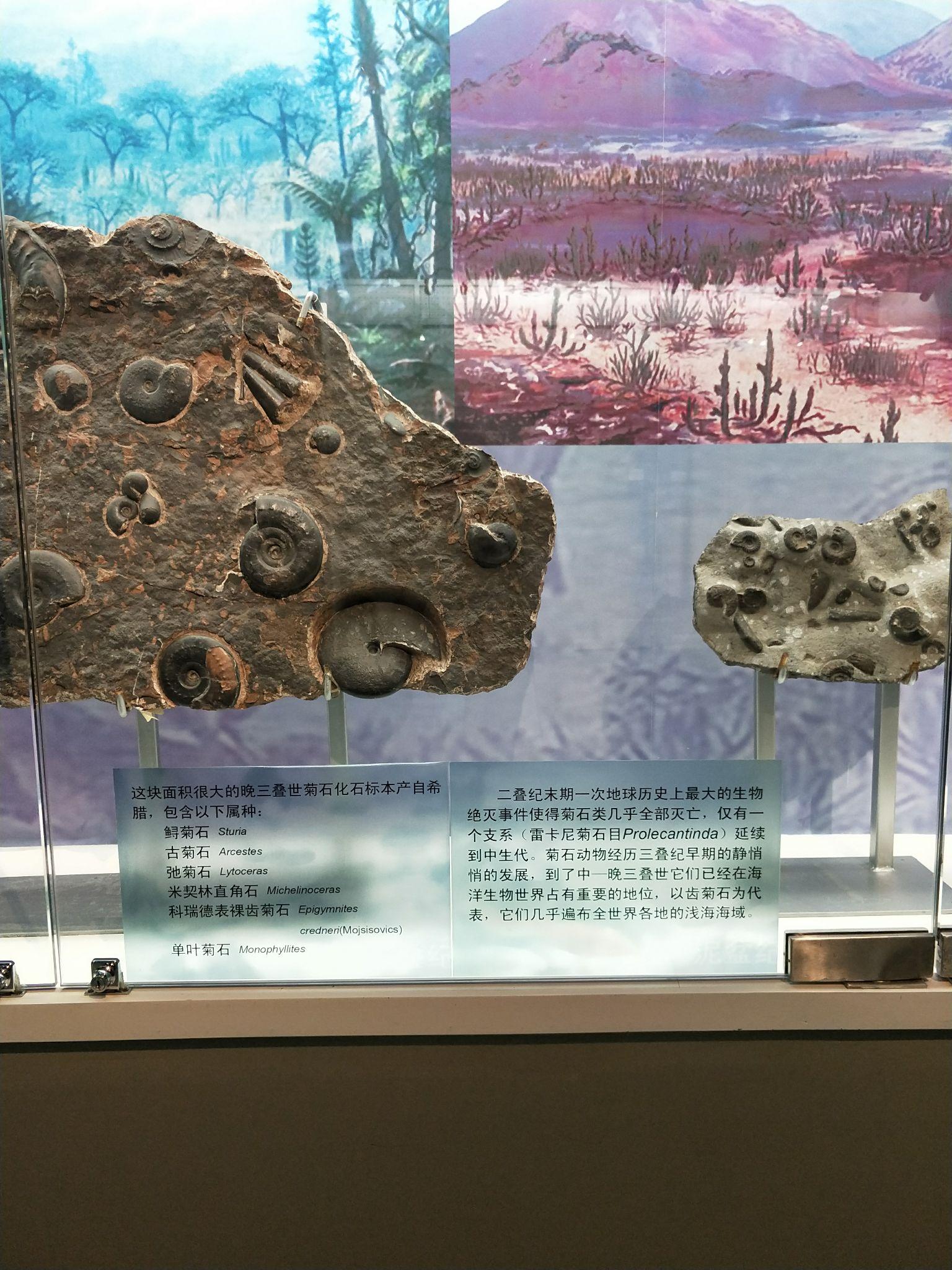 头足纲小传(22)魂引之灯:如何复原一枚菊石? - 知乎