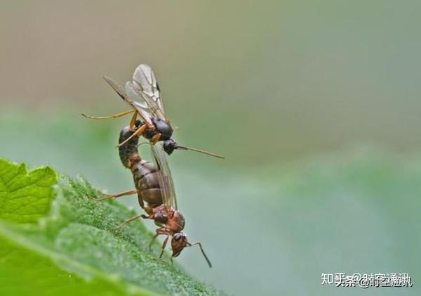 蚂蚁结婚叫"婚飞",是有权恋爱的蚂蚁们最青春快乐的时光,翅膀为爱情而