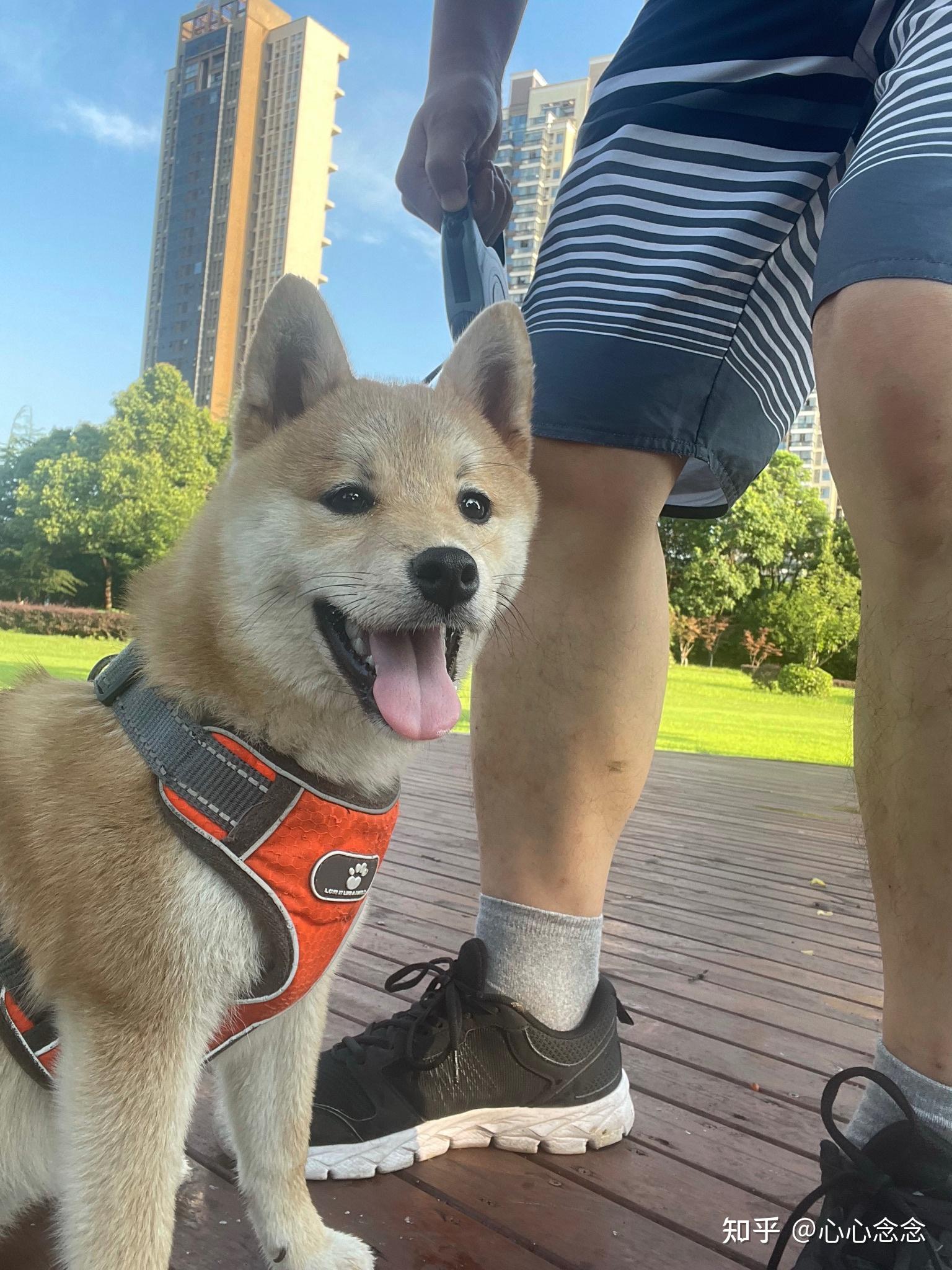 七个月的柴犬毛还是软软的而且颜色浅正常吗